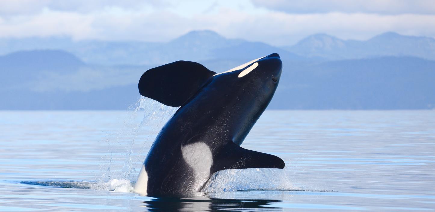 Killer Whale Research and Conservation Program | NFWF